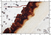 Genea hispidula
